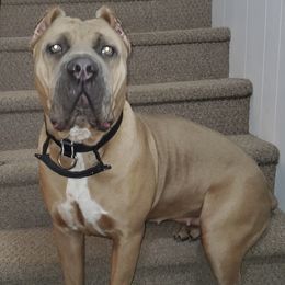 Hanna - Cane Corso