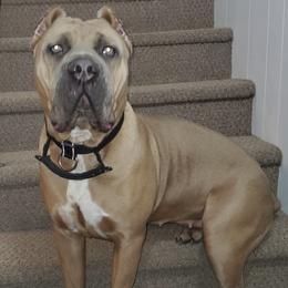 Hanna - Cane Corso