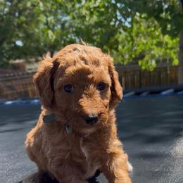 Percy - Red  male Goldendoodle puppy in Golden, Colorado from Golden Mesa Doodles