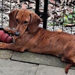 Dachshunds and Poodles from BW Poodles and Dachshunds