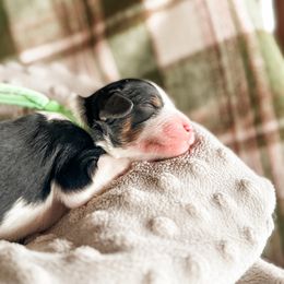 Racooon - Tri-color female Cavapoo puppy in Idaho Falls, Idaho from Freckle Paw Family