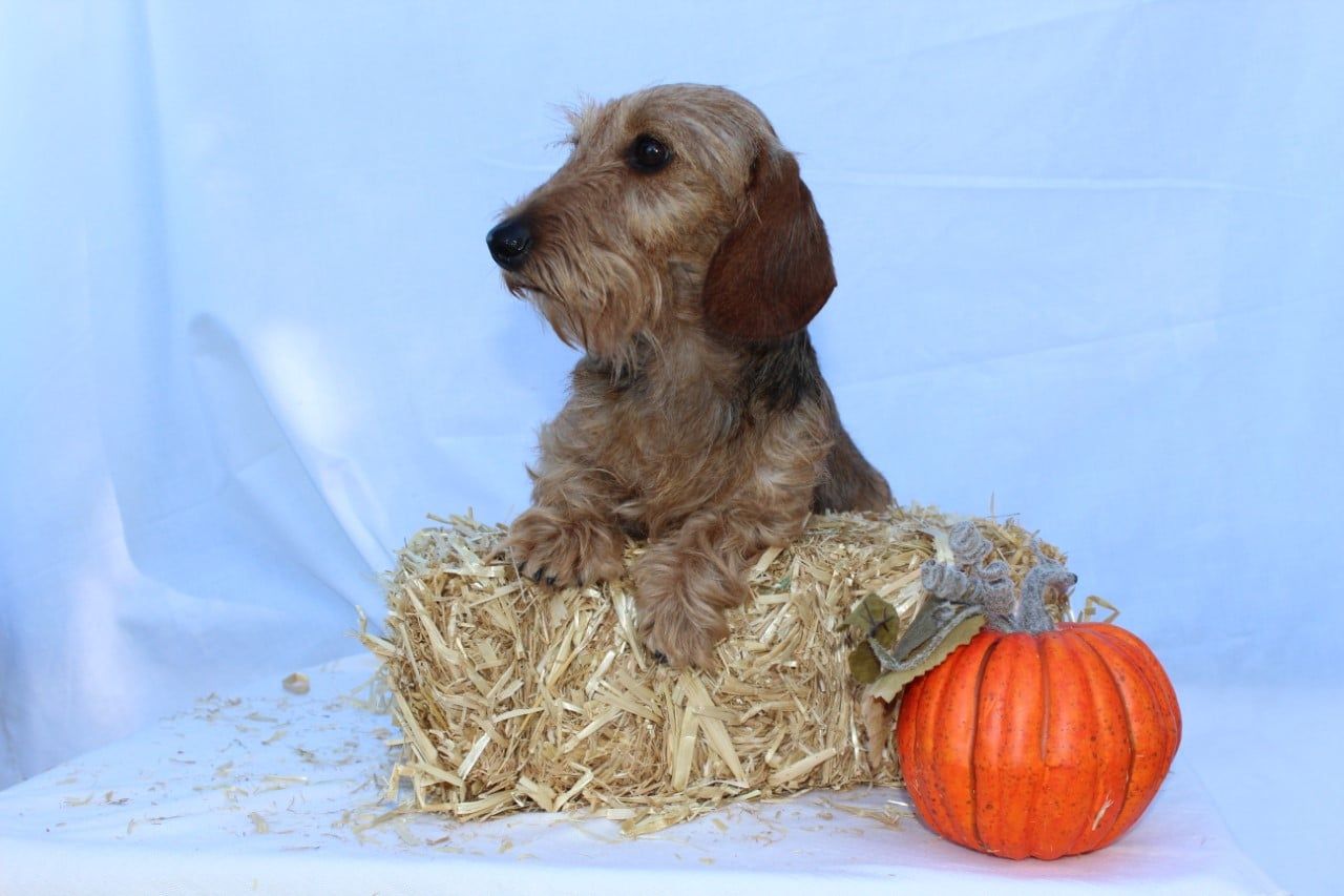 Wire haired 2025 dachshund phoenix