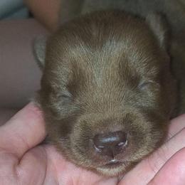 Drina - Red and white female Siberian Husky puppy in Richland, Mississippi from Feazell’s Siberian Huskies