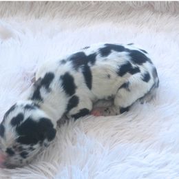 Beaux - Harlequin male Great Dane puppy in Colorado Springs, Colorado from Pilot Danes