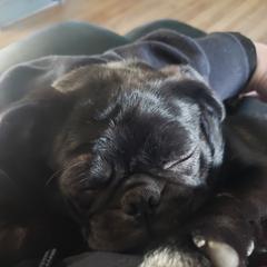 RUB - Pug