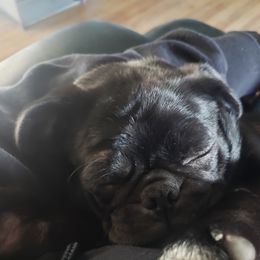 RUB - Pug