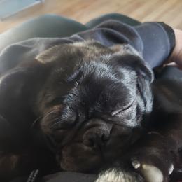 RUB - Pug