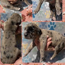 LUGNUT - Merle male Great Dane puppy in Wellsville, New York from Prophecy Danes