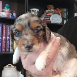 Black tan dapple piebald - Piebald female Dachshund puppy in Port Charlotte, Florida from Vicki's Dachshund Crossing