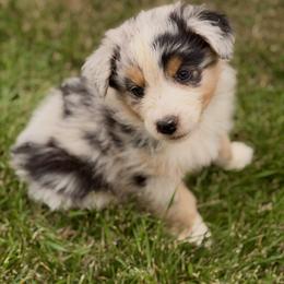 Bronco - Blue merle male Australian Shepherd puppy in Vernal, Utah from Dancing M Australian Shepherds