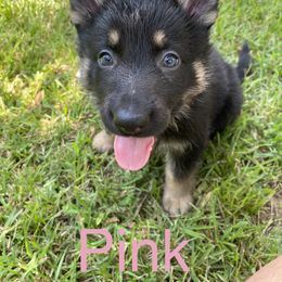 German Shepherd Puppies from East Texas GSD
