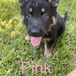 German Shepherd Puppies from East Texas GSD