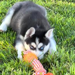 Liora - Black and white female Siberian Husky puppy in Collins, Iowa from Homegrown Huskies