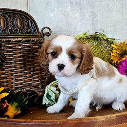 Ophelia - Blenheim female Cavalier King Charles Spaniel puppy in Marshfield, Missouri from Puppyloversplace