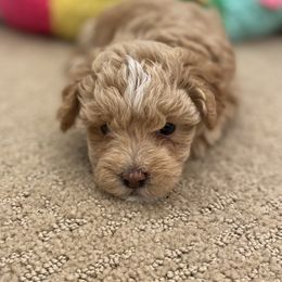 Bernedoodle, Boxer, Goldendoodle, Havapoo, and Poodle Puppies from Lady Paws Puppies