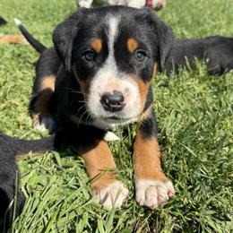 Yellow girl - Black, white and red female Greater Swiss Mountain Dog puppy in Woodland, Washington from Woodland Swissie’s