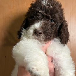 Samuel - Chocolate Assorted Doodle Crosses puppy in San Antonio, Texas from Mammoth Doodles