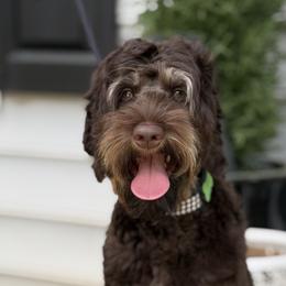 REESE - Australian Labradoodle