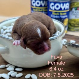 Girl 2 - Ruby female Cavalier King Charles Spaniel puppy in Bainbridge, New York from M & M Cavaliers