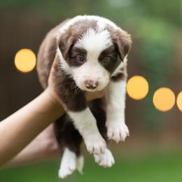 Vega - Red male Border Collie puppy in Austin, Texas from Border Collie dei Fanelli