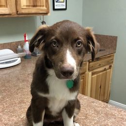 Australian Shepherd All Grown Up from Briggs Aussies