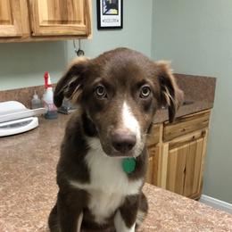 Australian Shepherd All Grown Up from Briggs Aussies