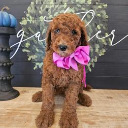 Magenta female - Red  female Goldendoodle puppy in Haughton, Louisiana from Bailey’s Cajun Canines