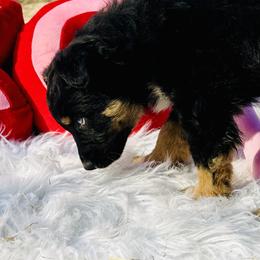 Aoki - Black tri-color male Australian Shepherd puppy in West Union, Iowa from Boundless Hearts Australian Shepherds LLC