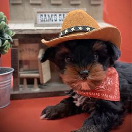 Cory - Black and tan male Yorkshire Terrier puppy in Hastings, Nebraska from Promise Land Pets