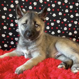 Max 💚 - Agouti and white Siberian Husky puppy in Fairborn, Ohio from Haven of Free Spirits