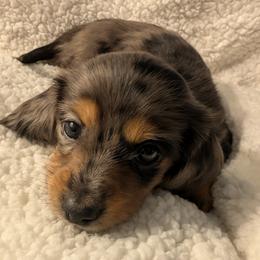 Dachshund Puppies from Goldie Girls Ranch Dachshunds