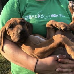 Rhodesian Ridgeback Puppies from Ridgebacks of the Highland Rim