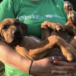 Rhodesian Ridgeback Puppies from Ridgebacks of the Highland Rim