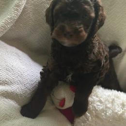 Maxwells - Phantom male Goldendoodle puppy in Waynesboro, Virginia from Forest Creek Kennel