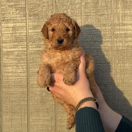 Uncle Si - Red  male Poodle puppy in Fairfield, North Carolina from Leaning T Ranch