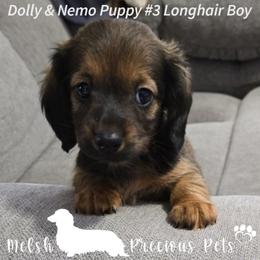 Puppy 3 from Birth order - Cream male Dachshund puppy in Anamosa, Iowa from Melsh Precious Pets