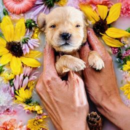 Puppy 6 - Golden female Golden Retriever puppy in San Tan Valley, Arizona from Top Gun Golden Retrievers
