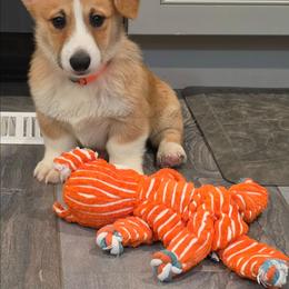 Blaze - Red male Pembroke Welsh Corgi puppy in Kiowa, Colorado from Cool Water Corgis LLC