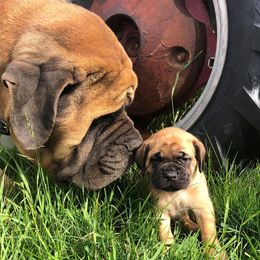 Mastiffs from Mountain Meadow Ranch