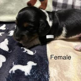 Dachshund Puppies from Sias Select Dachshunds