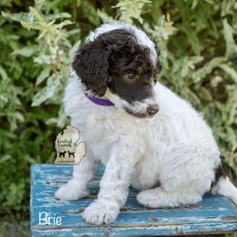 Poodle Puppies from Kindred Kennels