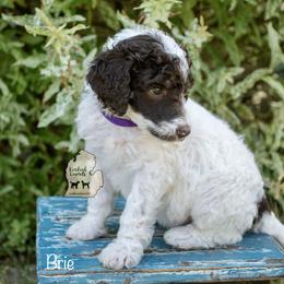 Poodle Puppies from Kindred Kennels