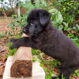 German Shepherd Puppies from Saint Pete Sheps