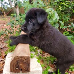German Shepherd Puppies from Saint Pete Sheps