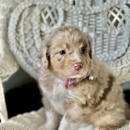 Miniature Australian Shepherd Puppies from JW Ranch