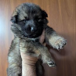 Solo - Black and silver male German Shepherd puppy in Olean, New York from F&B Kennels