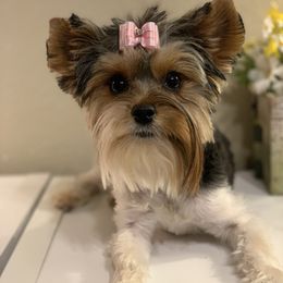 Bonsai - Biewer Terrier