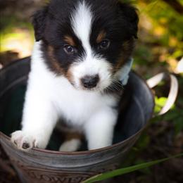 Doc - Black tri-color male Australian Shepherd puppy in Georgetown, Texas from River Reign Australian Shepherds