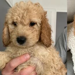 Double Doodle All Grown Up from COCKADOODLEPOO
