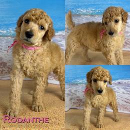 Rodanthe - Apricot female Poodle puppy in Swansboro, North Carolina from Monarch Standard Poodles